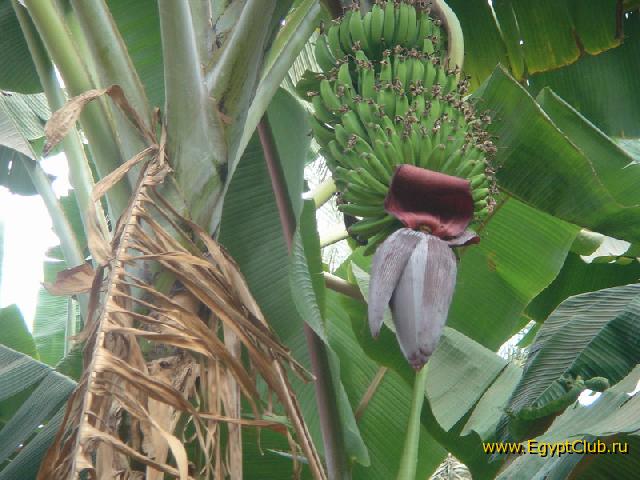 ������, ��������� ������