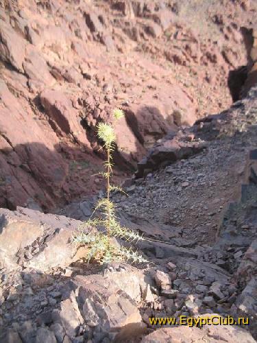 �������... �� ���������