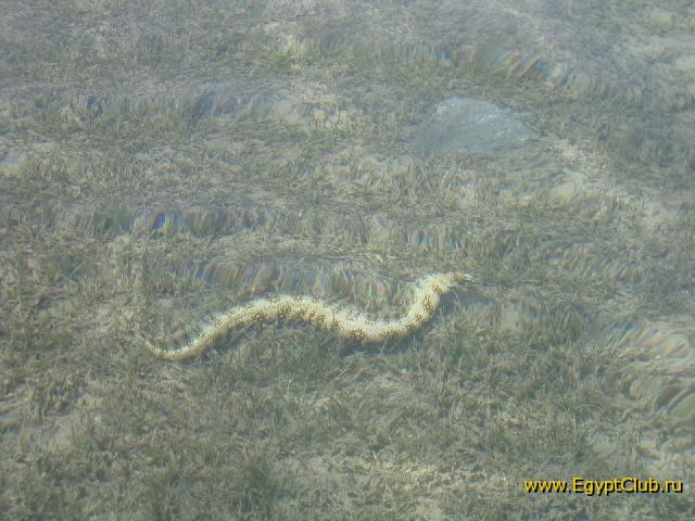 ���� ���������