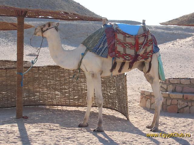 � ���� ��� ����