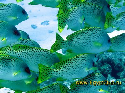 ������� ����