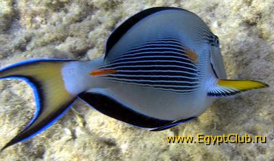 ������� ����