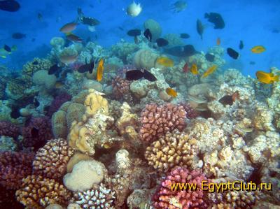 ������� ����