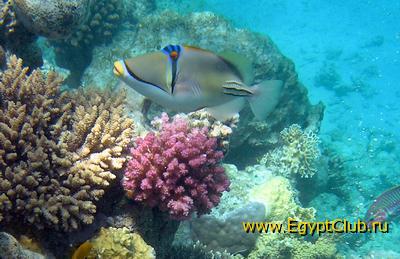 ������� ����