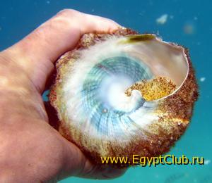 ������� ����