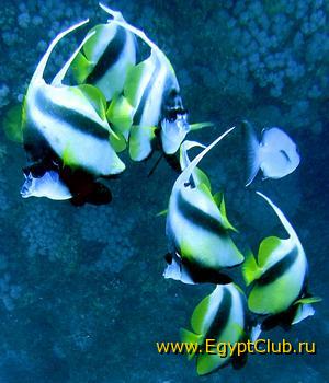 ������� ����