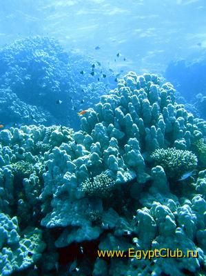 ������� ����