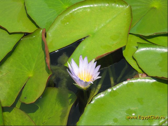 � ��������� �����