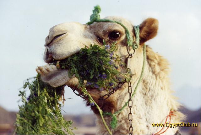 ������� �������