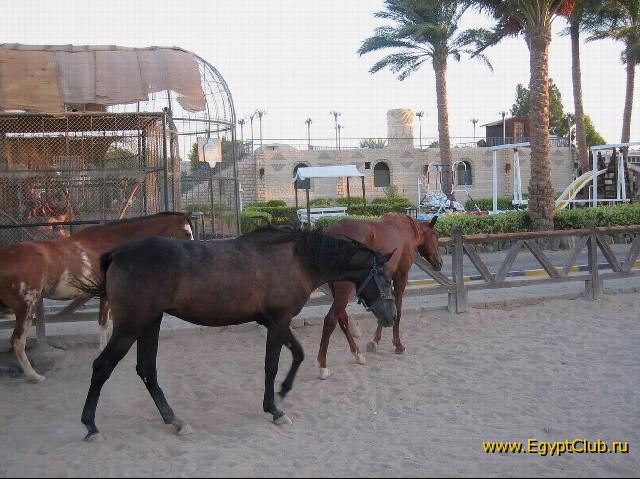 ������� �� �������