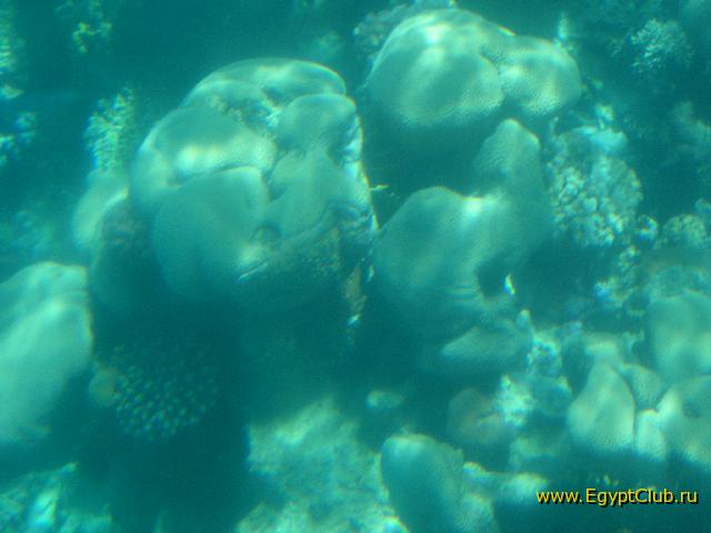 ��������� ���