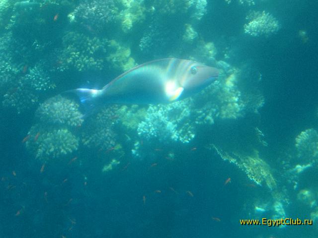 ��������� ���