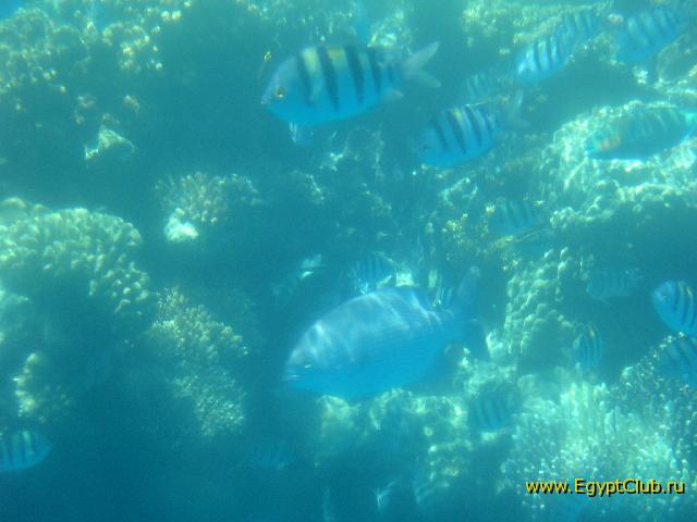 ��������� ���