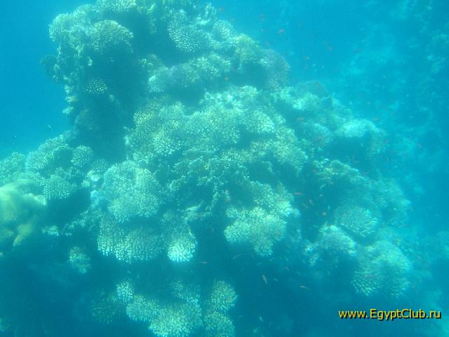 ��������� ���