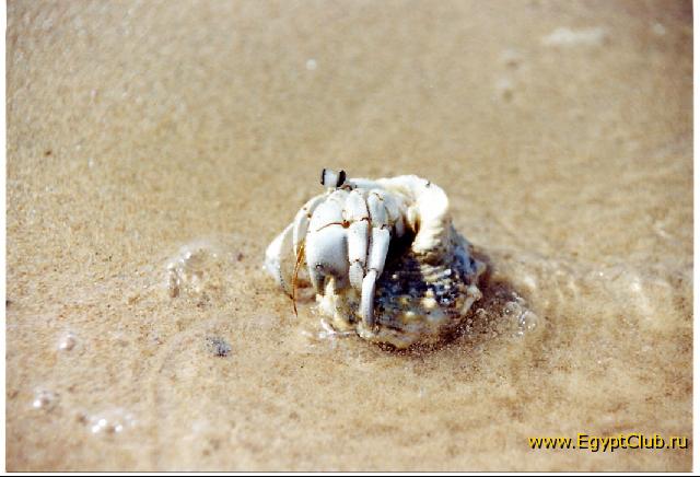 ������� ������