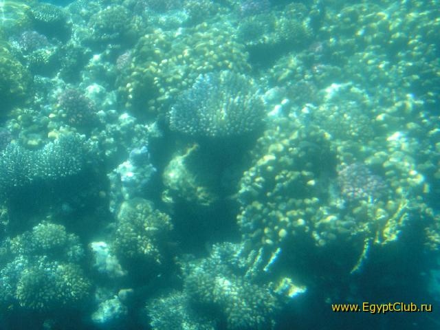 ��������� ���