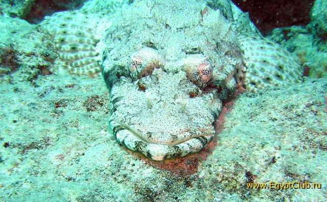 ����-��������, �� �� - �����������