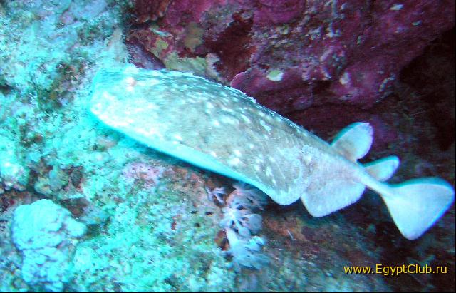 ���� �������������!