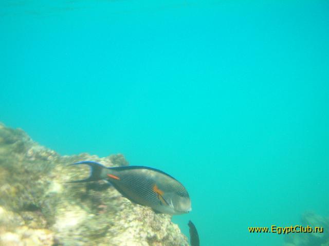 Iberotel Makadi Saraya Suites Resort & Family Resort