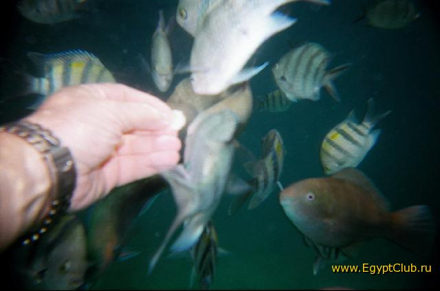 ������� �������