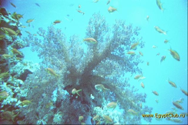 �� ��������