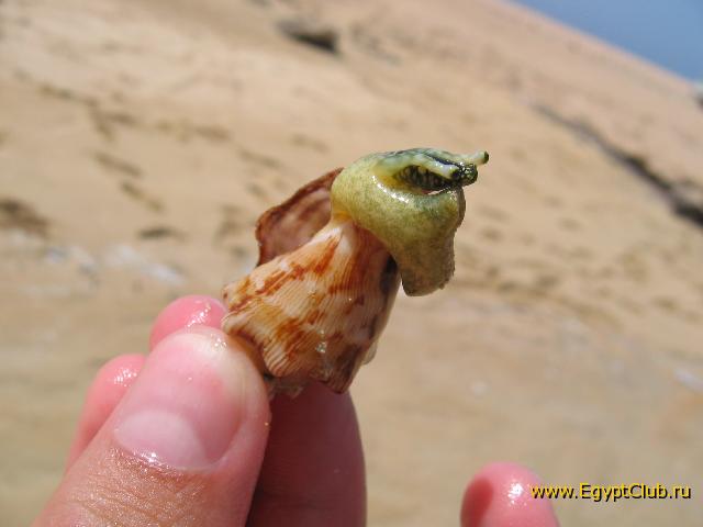 ������ :-)