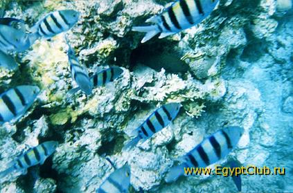 ����� � �����  ��������