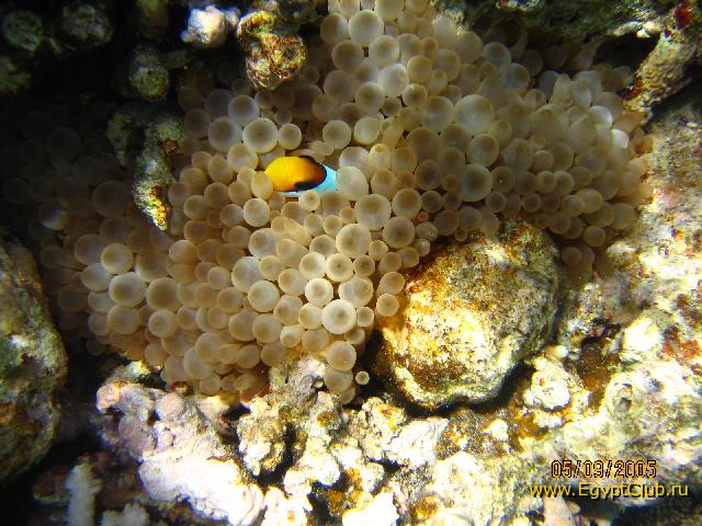 ��� ������� 