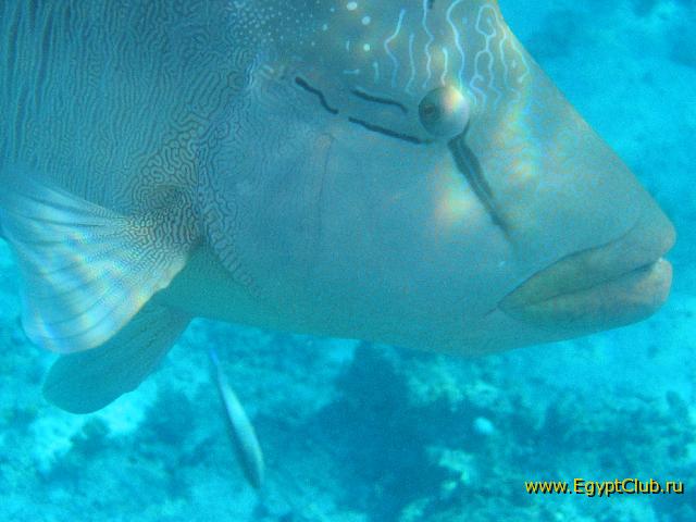 ����� �������