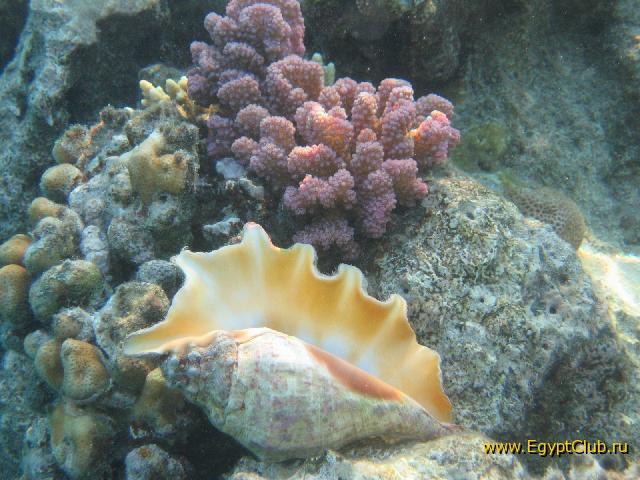 ������� ����������