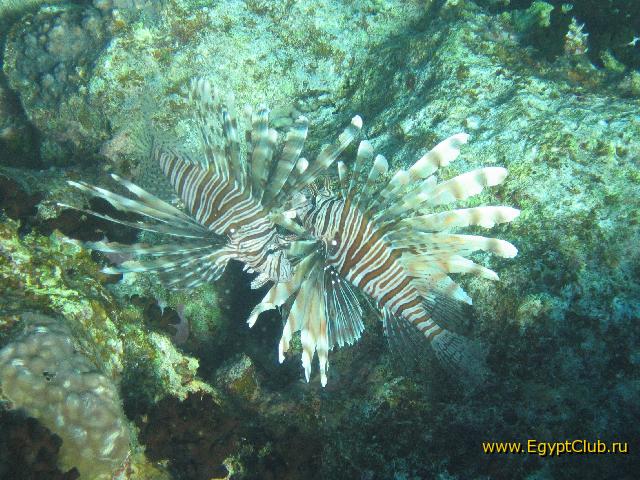 ����� �� ����������