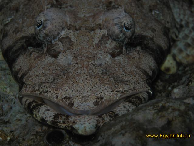 �� �������� ��� � �����