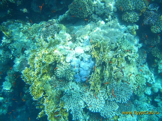 ��������� ���