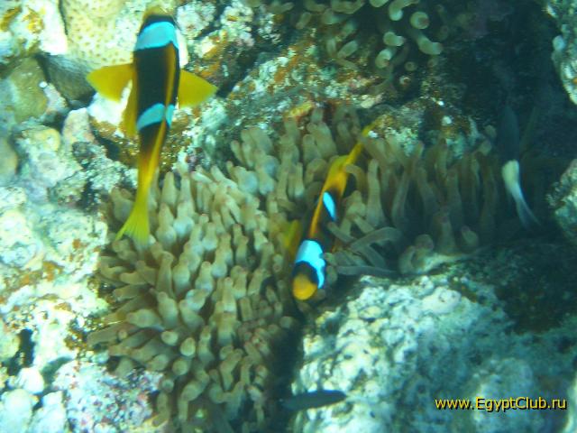 ��������� ���