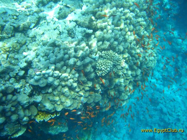 ��������� ���