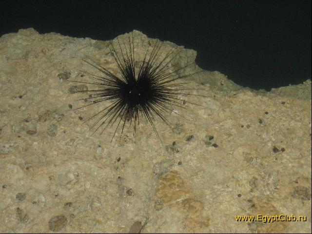 ������� ��