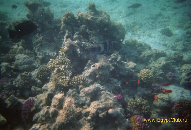 ��� ���� ������