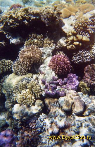 ��� ����� �������