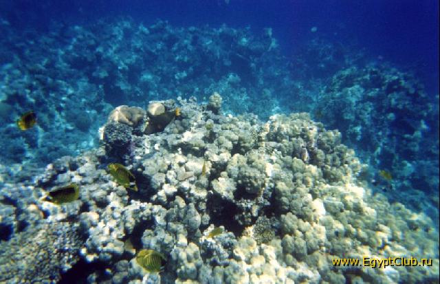 ��� �����