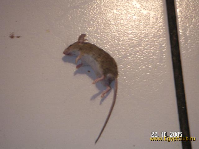 ������� ������� �������� � ����...� ������