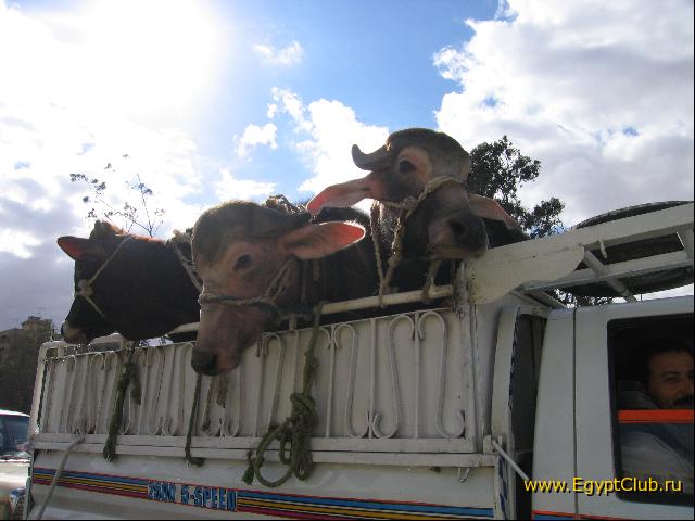 �� ���� � �����������