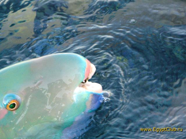 �������� ������� ����