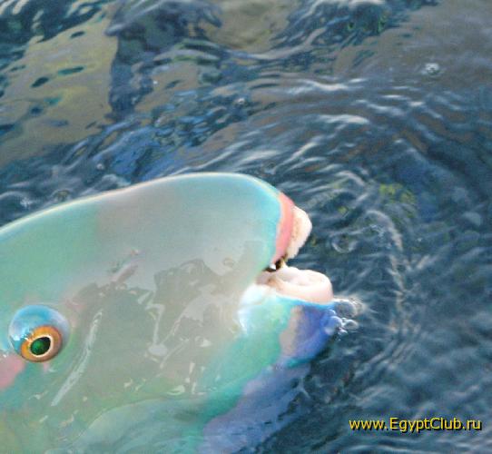 �������� �������