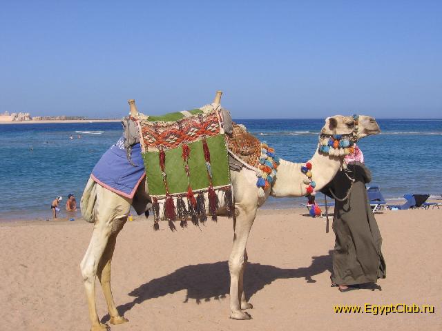 ������ �����