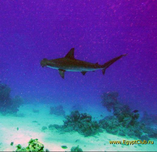 � �� �� ������ ������� ��� ����?