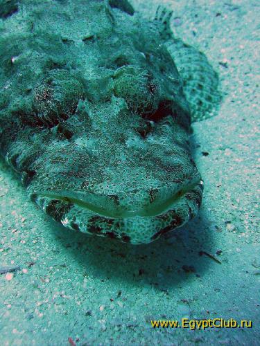 ����-��������