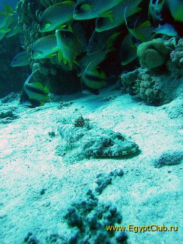 �� ��������� ����������