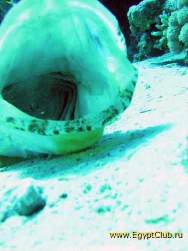 ������, � � ���� ����� �� �������?