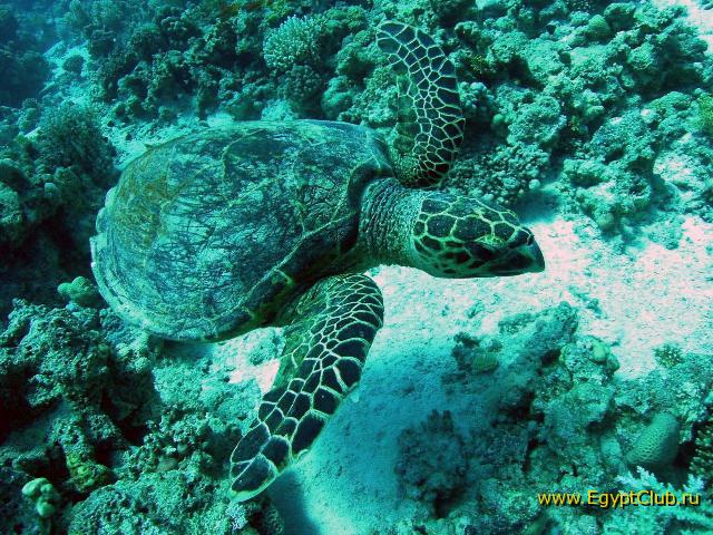 ���� ���� - ��������