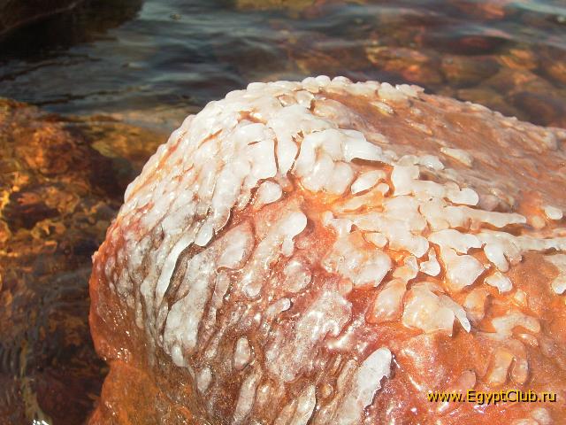 ����� �������� ����